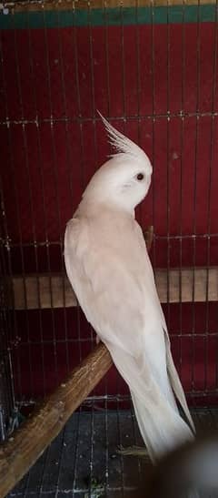 Read description (Fellow cocktail,king budgies ,lovebirds)