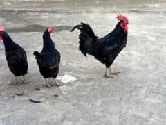 Australorp Hens