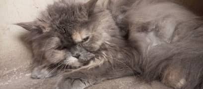 A gray cat. . . witn 2 color of eyes