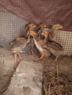 6 * Aseel chicks for sale /-