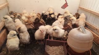 EGGS,CHICKS,SABRIGHT,POLISH,BRAHMA,0316 2606360