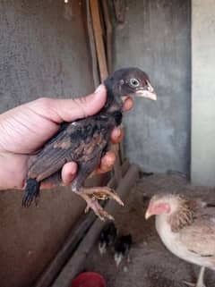 garanti walay chicks ,pairs urgently sale what's app par 03097009102