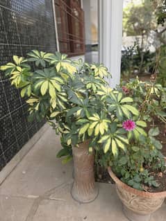 Schefflera Plant