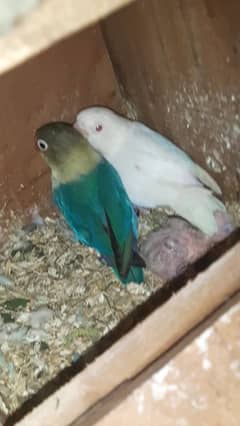 LOVEBIRDS BREEDER PAIR