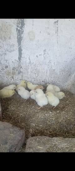 paper white heera aseel chicks for sell