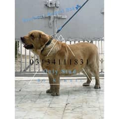 Healthy & Pedigreed British Labrador for Stud