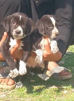 pure German pointer pair good quality healthy and active