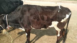 Frezian Desi Cross Cow