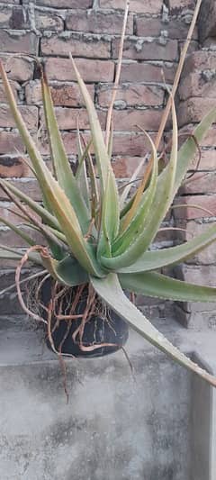 ALOE