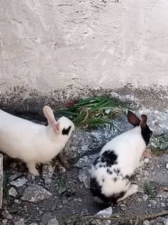 Rabbits for sale urgent