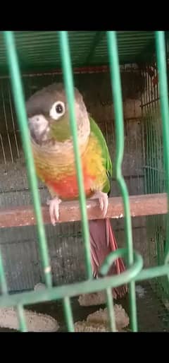 green chick . conure. male for sale. femal Mar Gaya . .