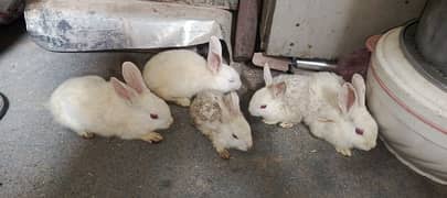 5 Rabbits (White in Red eyes)