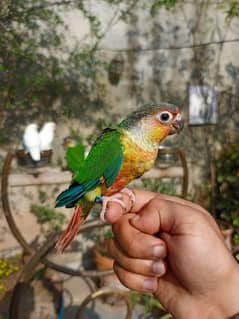 Hand raise tamed conure parrot friendly birds