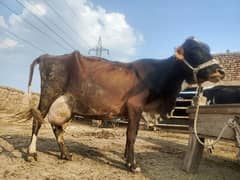 Excellent Milking Cows For Sale