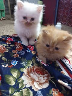 Pure Persian kittens