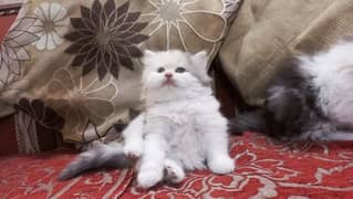 persian kitten