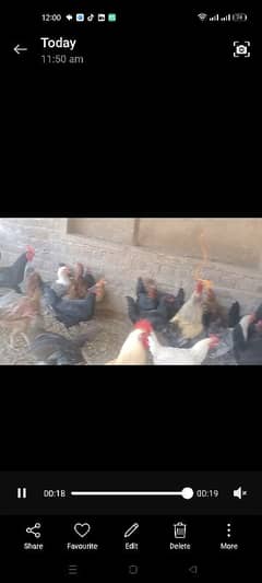 desi chickens for salw