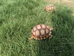 African Sulcata Tortoise