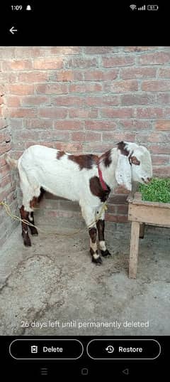 Bakra for sale