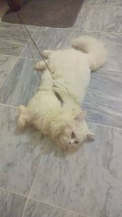 Persian cat with house 4 month on 21 April