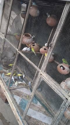 Australian Breeder Pair 30