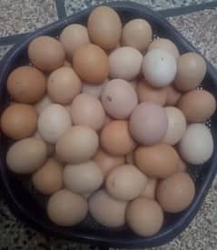 fertilize desi eggs awr desi murgyan