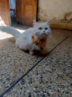 Persian cat