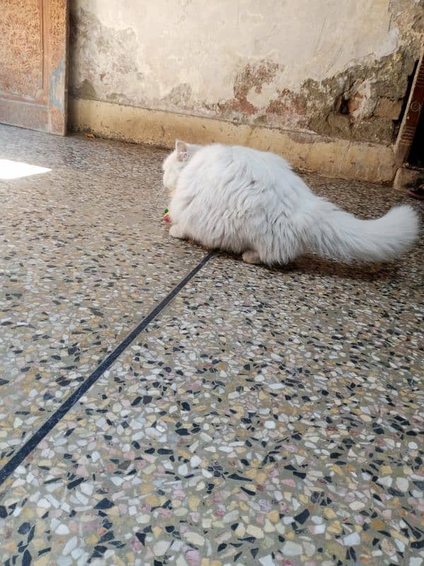 Persian cat 2