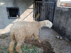 sheep for sale