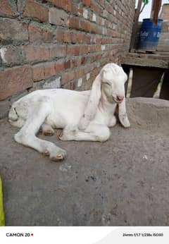 Bakrid for sale baccha ka dekar