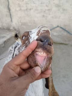 Makhi