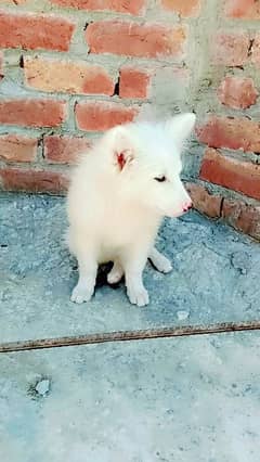 rusi puppy boht hi piyara h 03707129649