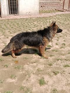 Long Cote female 10 month