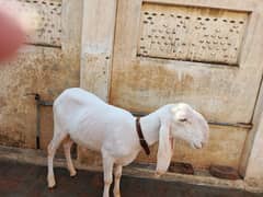 Beautiful Kajla Sheep Best For Qurbani