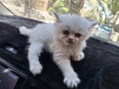 White persian kitten