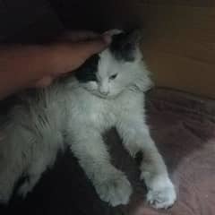 free persian cat 03274787662