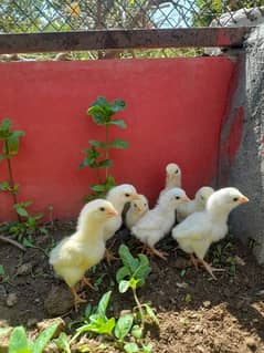 Top quality paper white heera Aseel chicks 0/3/0/1/5/1/3/8/4/3/9