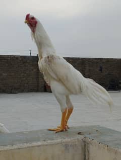 Top quality White o Shamo Chicks