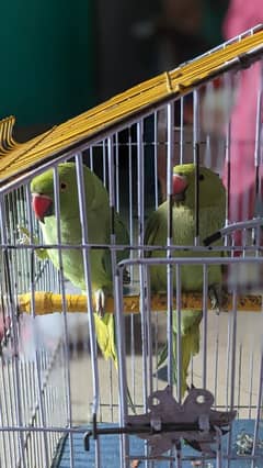 parrot pair . . with cage