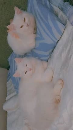 male and female Persian pair