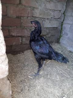 Pure Thai  Aseel Madi / Aseel thai / black eyes hen for sale