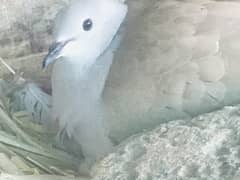 Breeder Dove with check