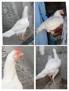 white hira female