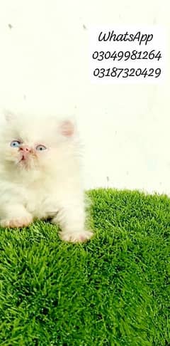 Pure Persian odd eye Male piki/peke face kitten CFA PIKI BLOODLINE