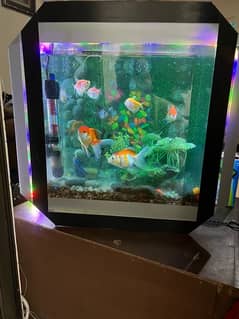 FISH & FISH TANK 3-D for sale (03008827430)