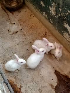 Rabbit babies