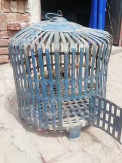 Animal birds cage cat parrot