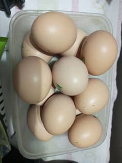 Hira paper white eggs