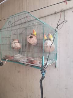 loveBirds for sale