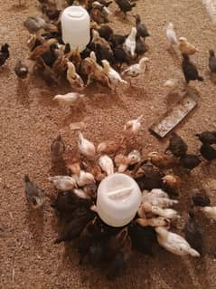 golden misri chicks 25 days old